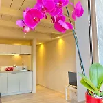 Casa Spasu Lejlighed *
