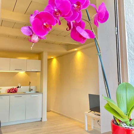 Casa Spasu Apartment *
